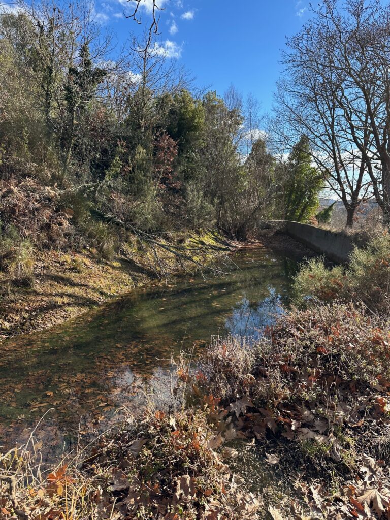 chestnut river img 8751