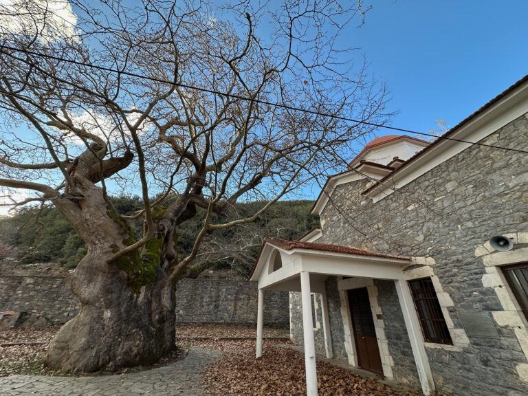 church tree aeon img 8797