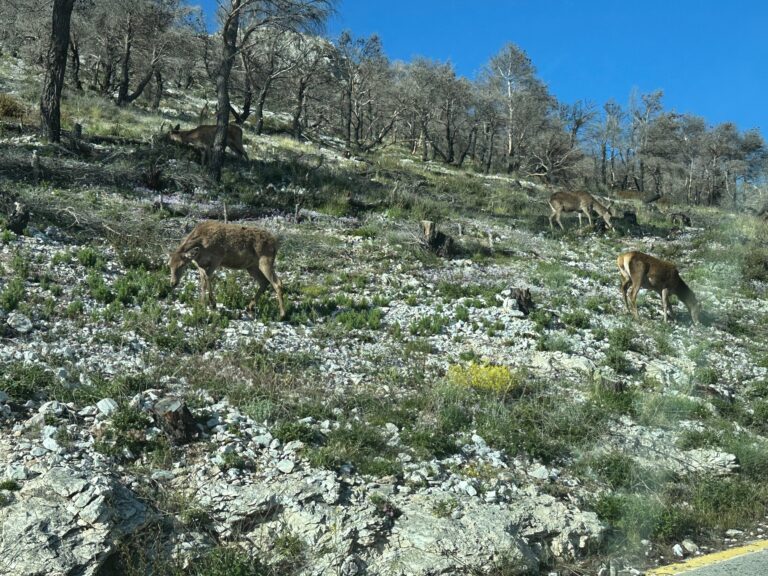 deer img 1791