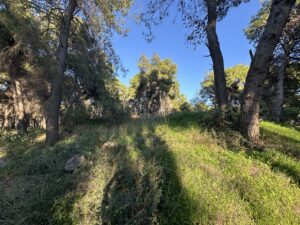 woods img 8695