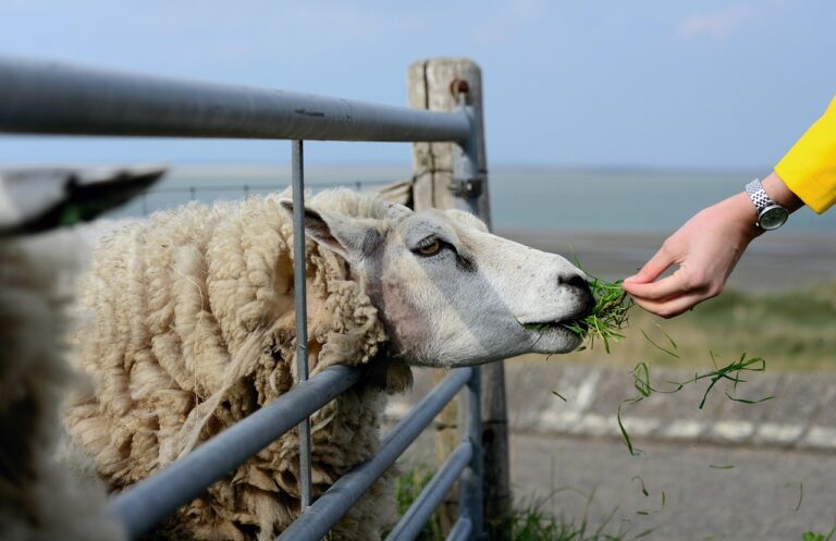 sheep, texel, holland, texel sheep, animal, pasture, agriculture, dike, nature, wool, wildlife, farm animals