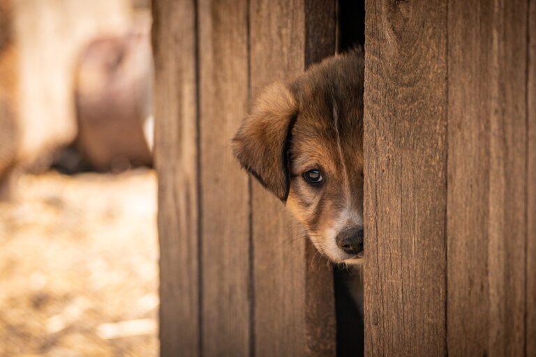 pet, dog, adopted, adoption, animal, cute, nature, shelter, puppy, afraid, alone