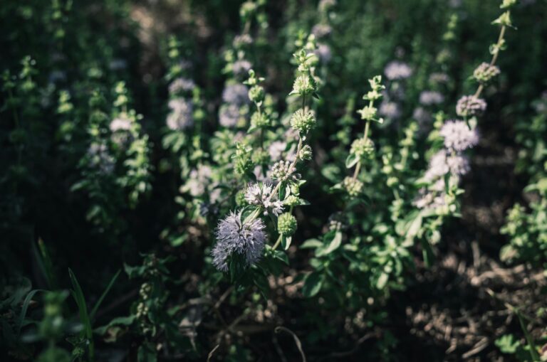 A detailed view of blooming Mentha cervina, also known as Hart's Pennyroyal, in a sunlit garden setting.