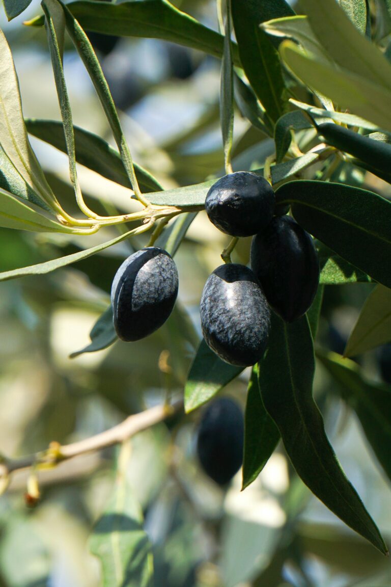 Close-up of ripe black olives on an olive tree branch in Kaisariani, Greece.