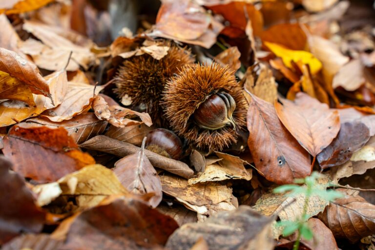 Detailed view of chestnuts in spiky shells lying amidst dry autumn leaves in a forest setting.
